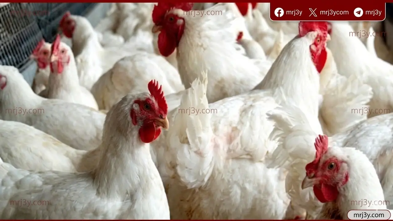 انخفاض أسعار الدواجن والبيض في الأسواق المصرية خلال تعاملات اليوم